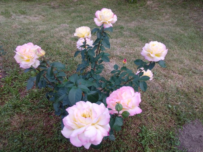  - TRANDAFIRI 2018-2019