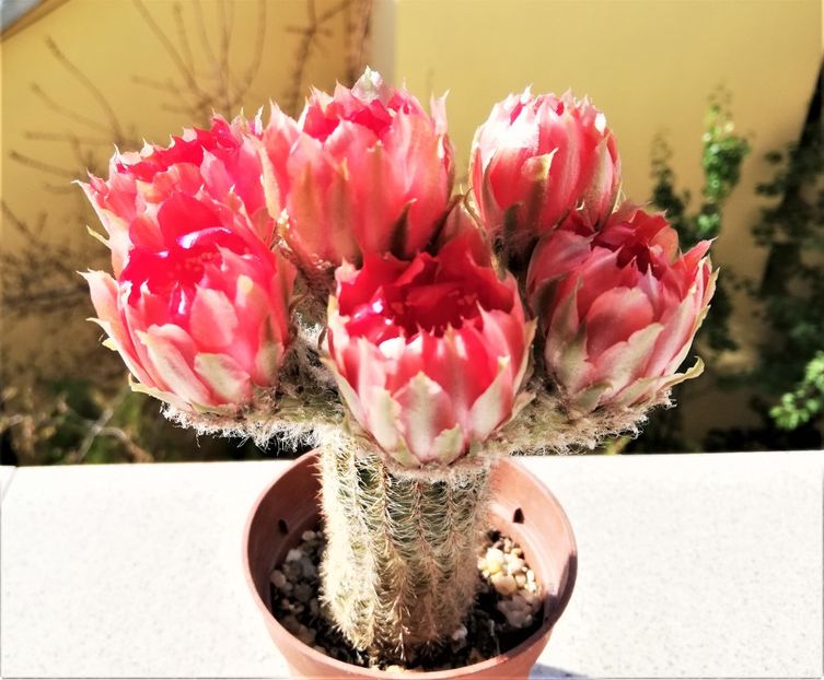  - Cactusi si suculente