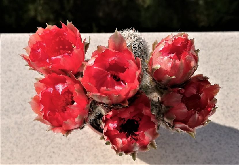  - Cactusi si suculente