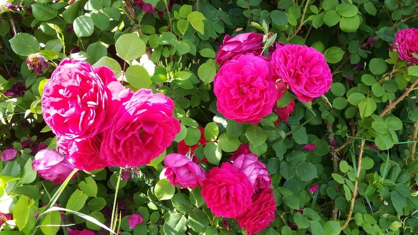  - Tess of the d Urbervilles