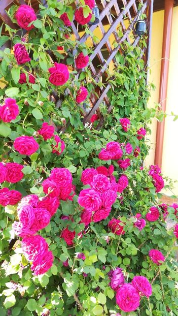  - Tess of the d Urbervilles