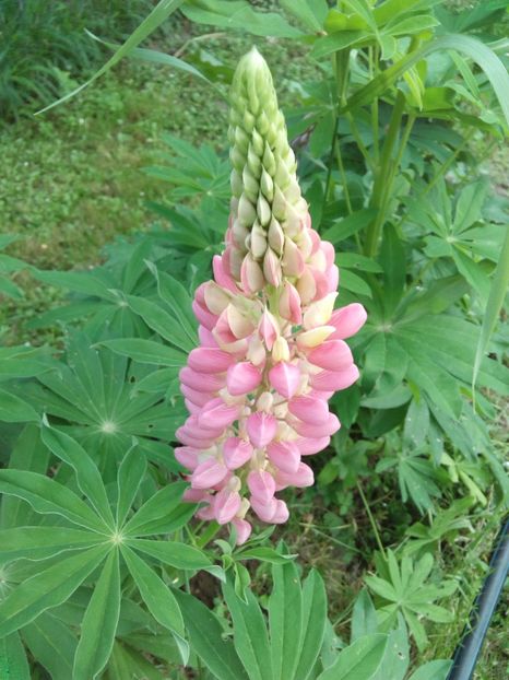  - AAAAA_LUPIN 2015_2017_2018_2019_2020