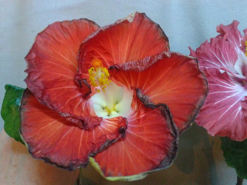 Fotografie0798 - HIBISCUS 2017---2018