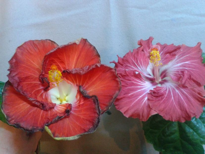 Fotografie0799 - HIBISCUS 2017---2018