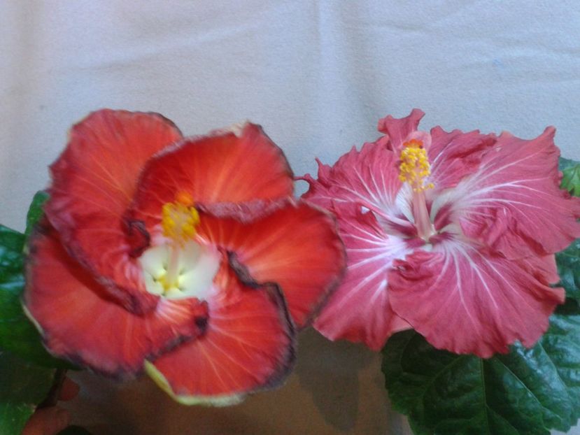 Fotografie0800 - HIBISCUS 2017---2018