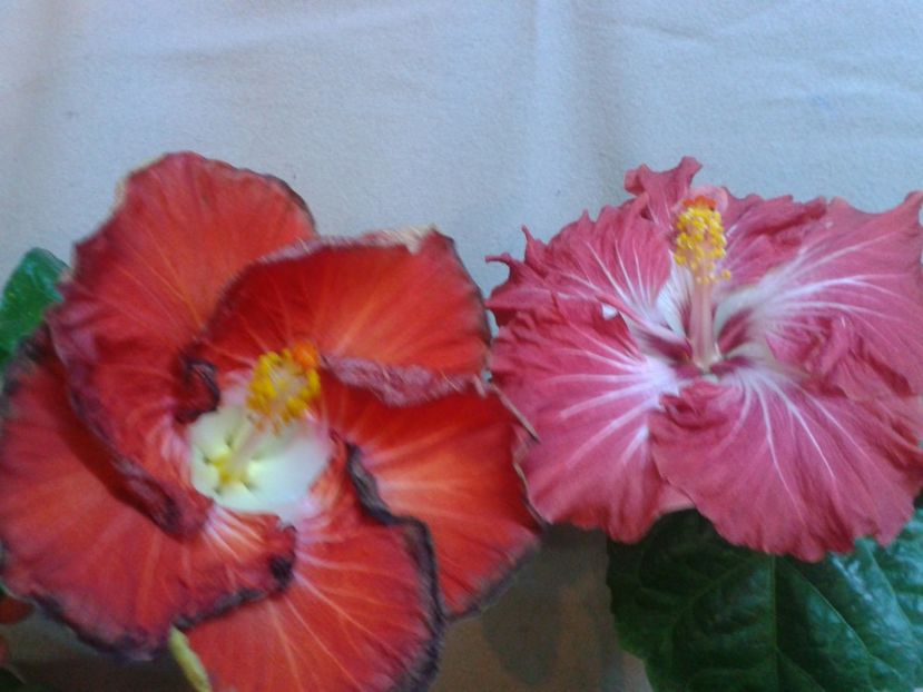 Fotografie0802 - HIBISCUS 2017---2018