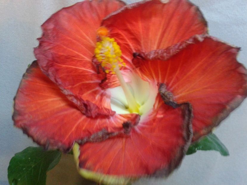 Fotografie0803 - HIBISCUS 2017---2018