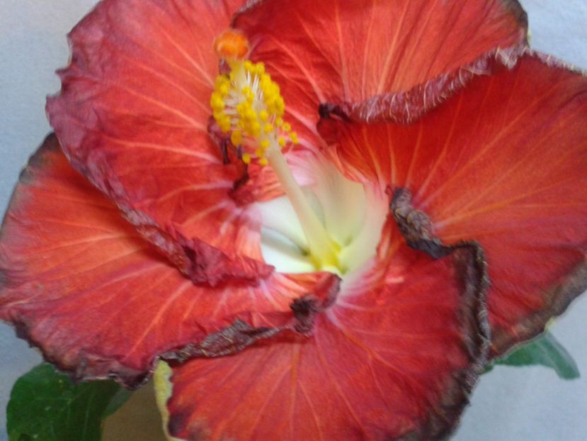 Fotografie0804 - HIBISCUS 2017---2018