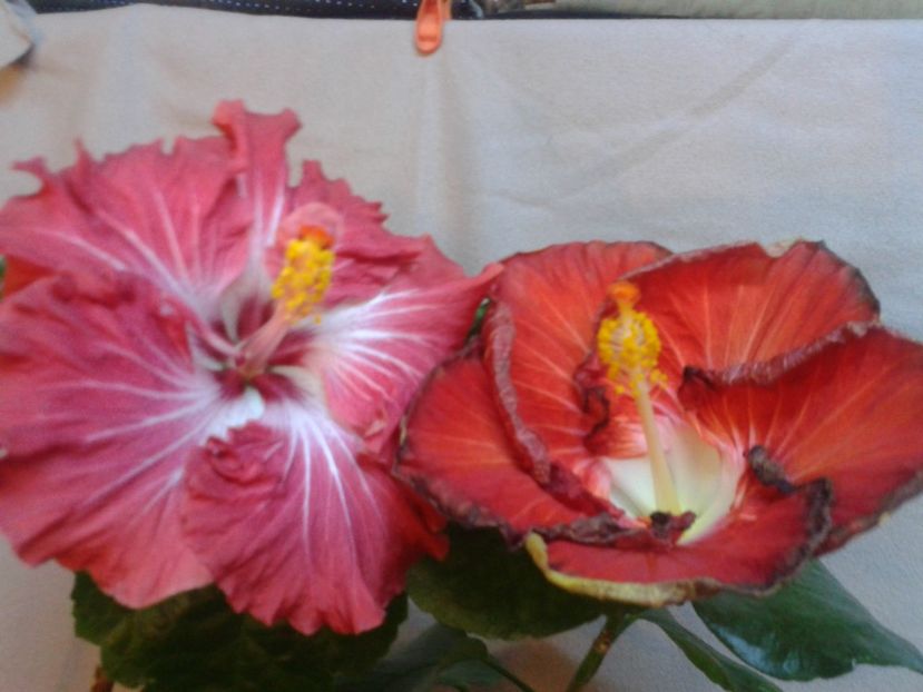 Fotografie0805 - HIBISCUS 2017---2018