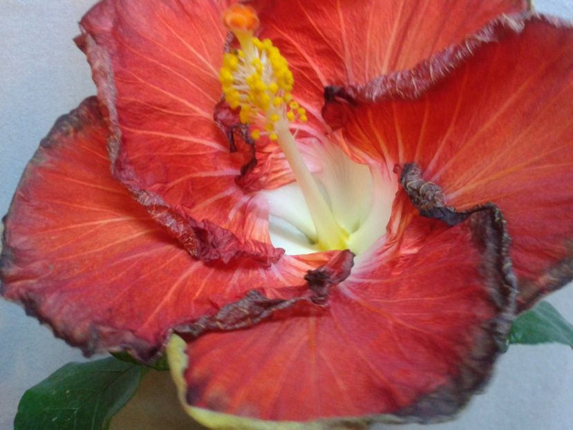 Fotografie0808 - HIBISCUS 2017---2018