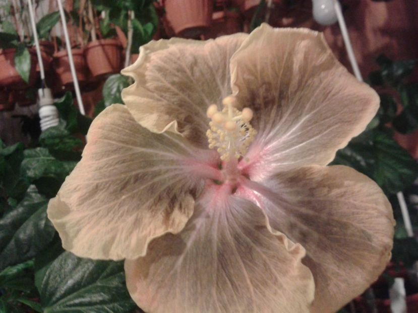 Fotografie0938 - HIBISCUS 2017---2018