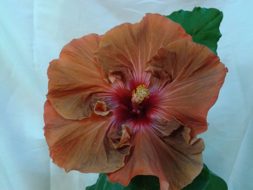 Fotografie0955 - HIBISCUS 2017---2018