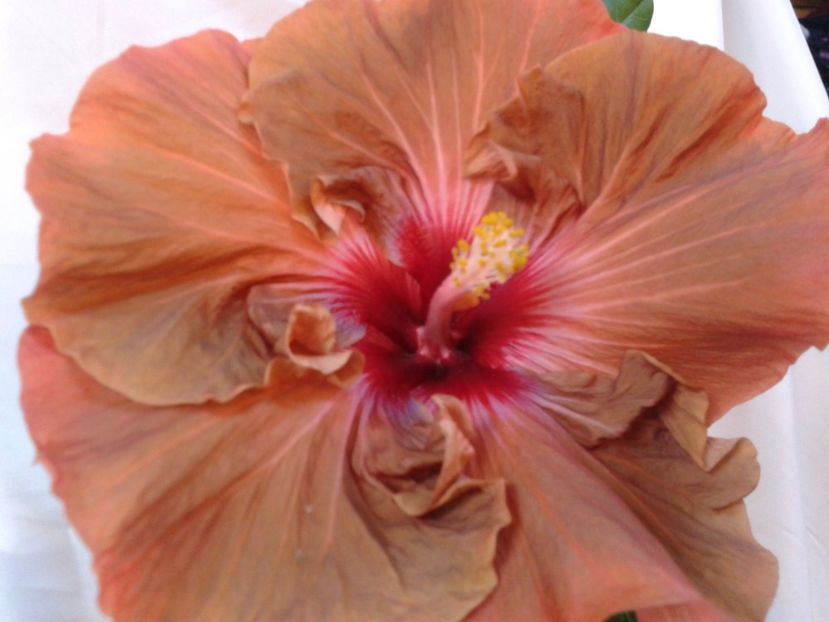 Fotografie0960 - HIBISCUS 2017---2018