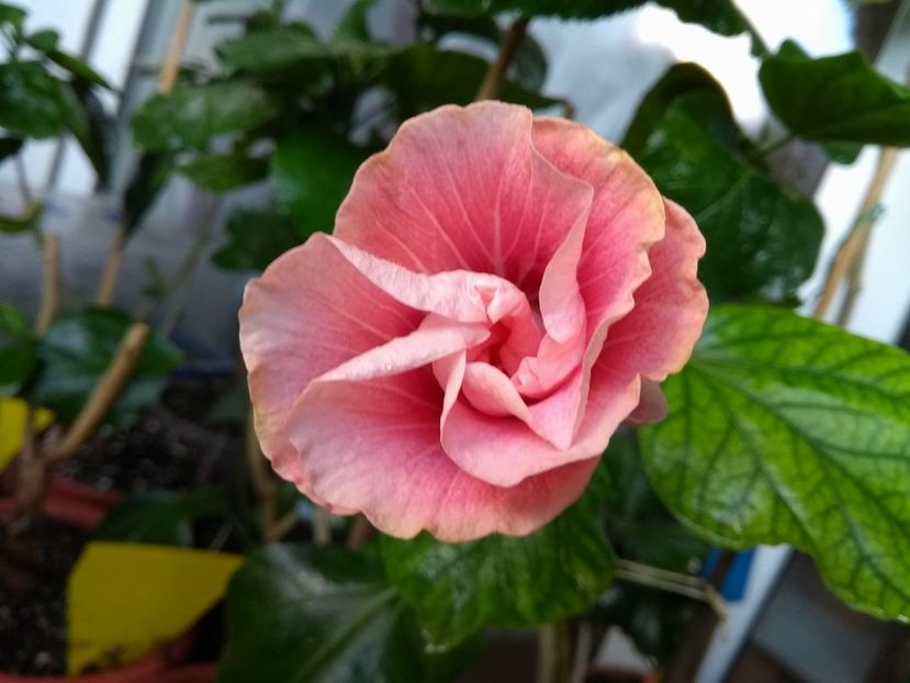  - Tahitian Black Rainbow