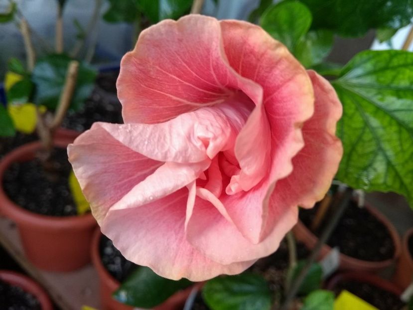  - Tahitian Black Rainbow