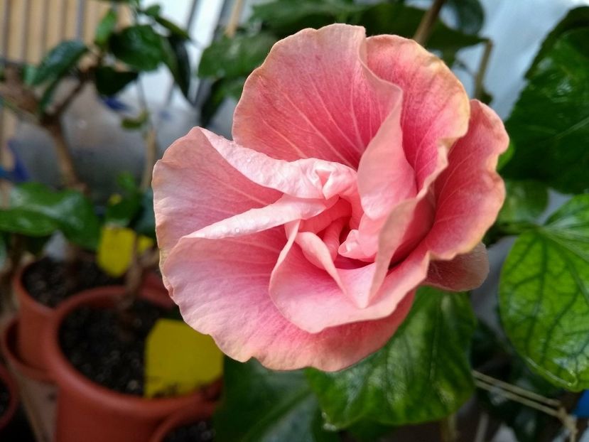  - Tahitian Black Rainbow