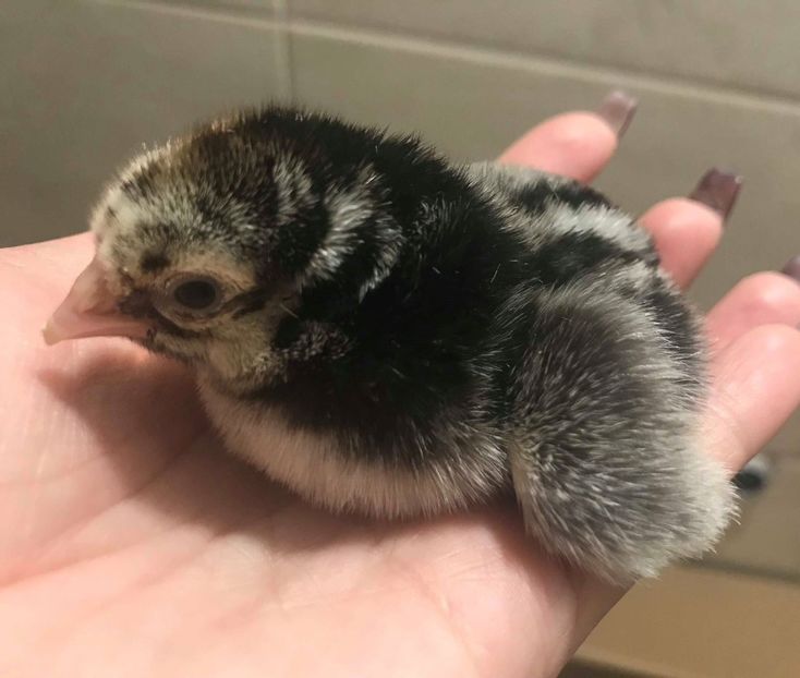 o zi... 17.05.2018 - Wiandotte 2018