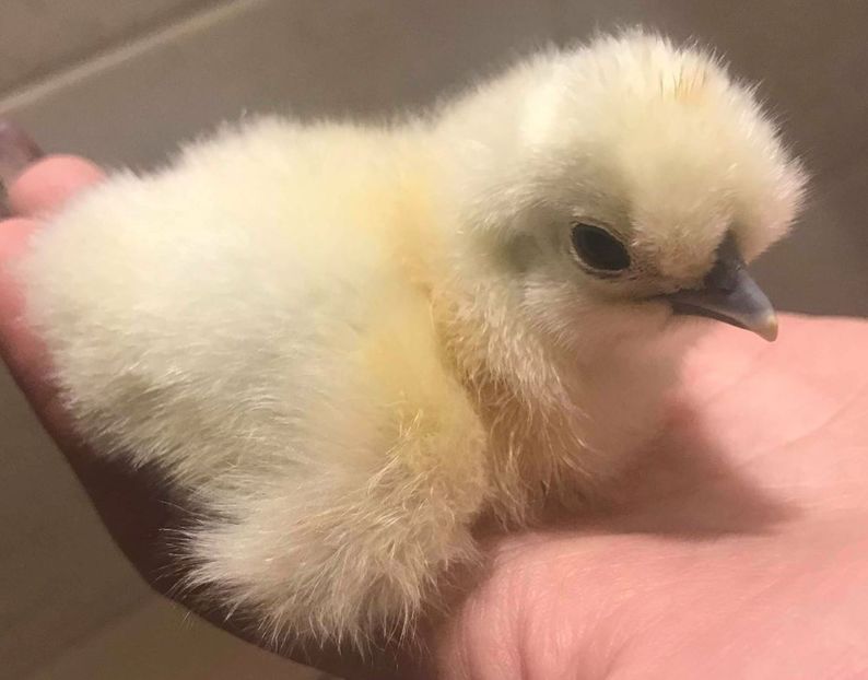 o zi... 17.05.2018 - Matase japoneza alba 2018