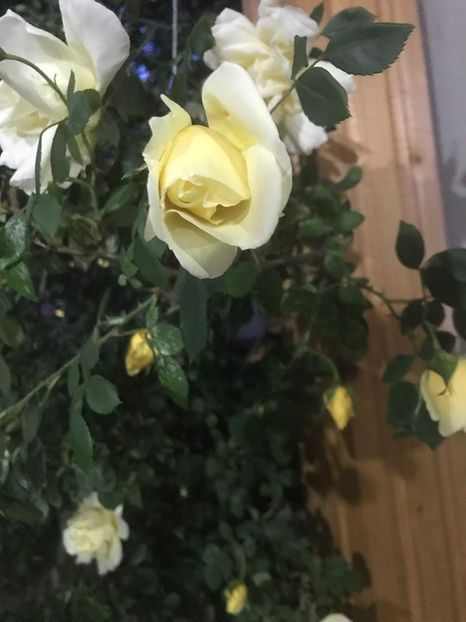  - Trandafiri din gradina 2018