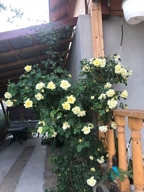  - Trandafiri din gradina 2018