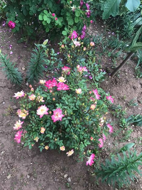  - Trandafiri din gradina 2018