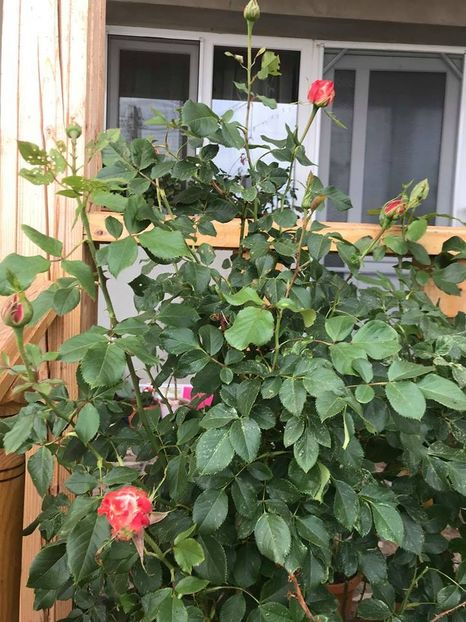  - Trandafiri din gradina 2018