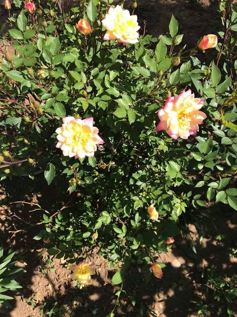  - Trandafiri din gradina 2018