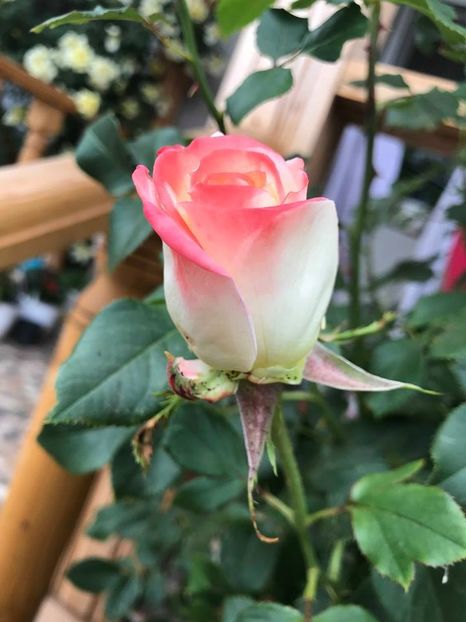  - Trandafiri din gradina 2018