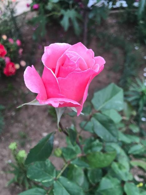 33121566_1728880407177502_541369589594849280_n (1) - Trandafiri din gradina 2018