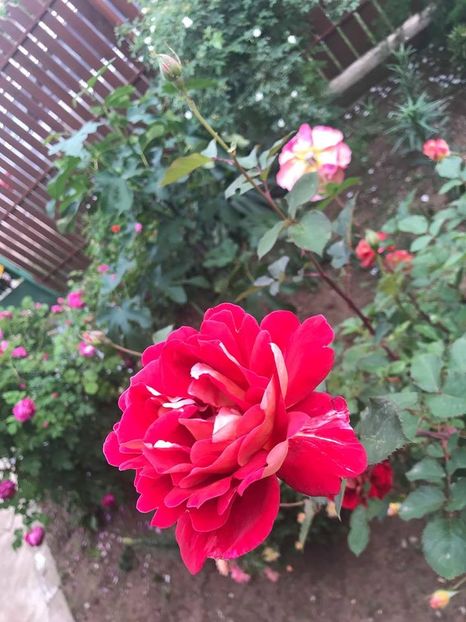  - Trandafiri din gradina 2018