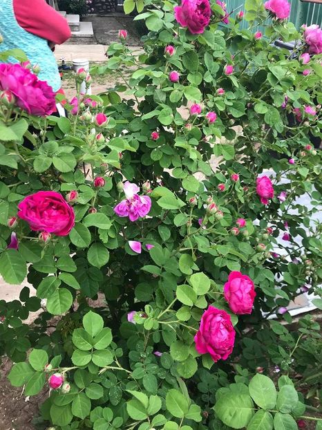  - Trandafiri din gradina 2018