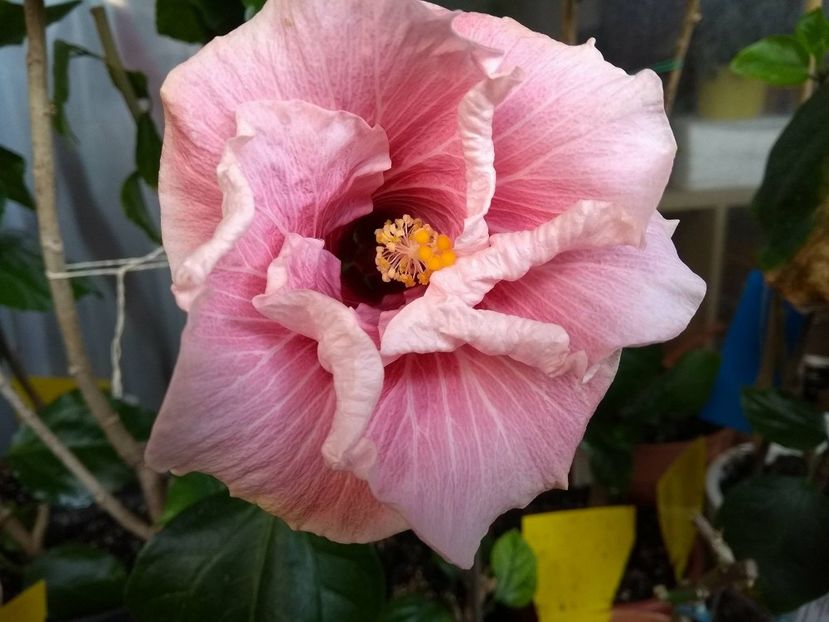  - Tahitian Black Rainbow