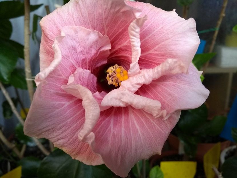  - Tahitian Black Rainbow