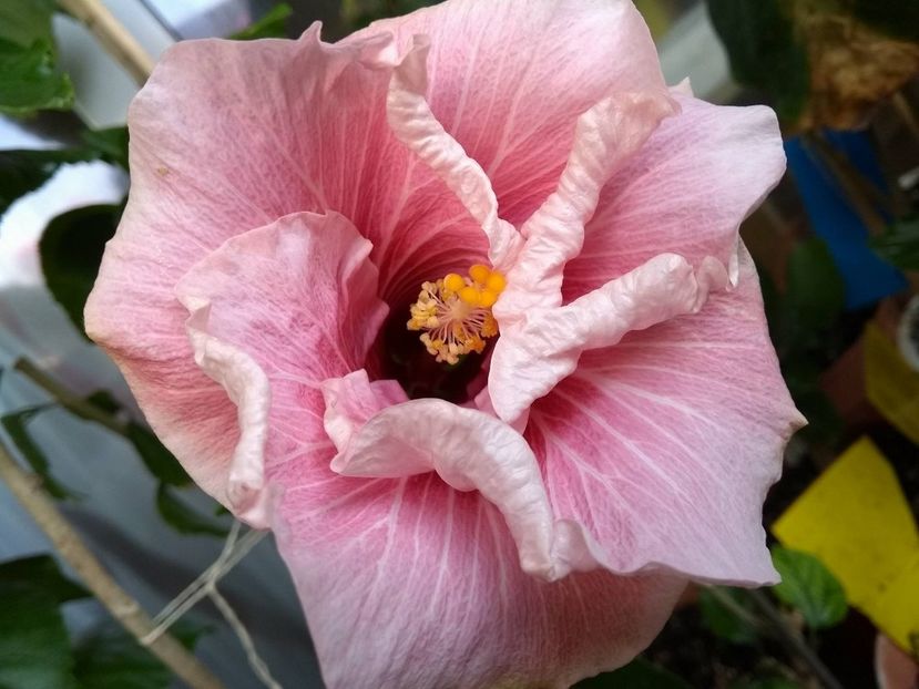  - Tahitian Black Rainbow