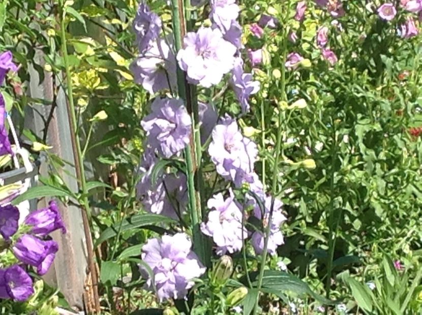  - Delphinium un nou inceput
