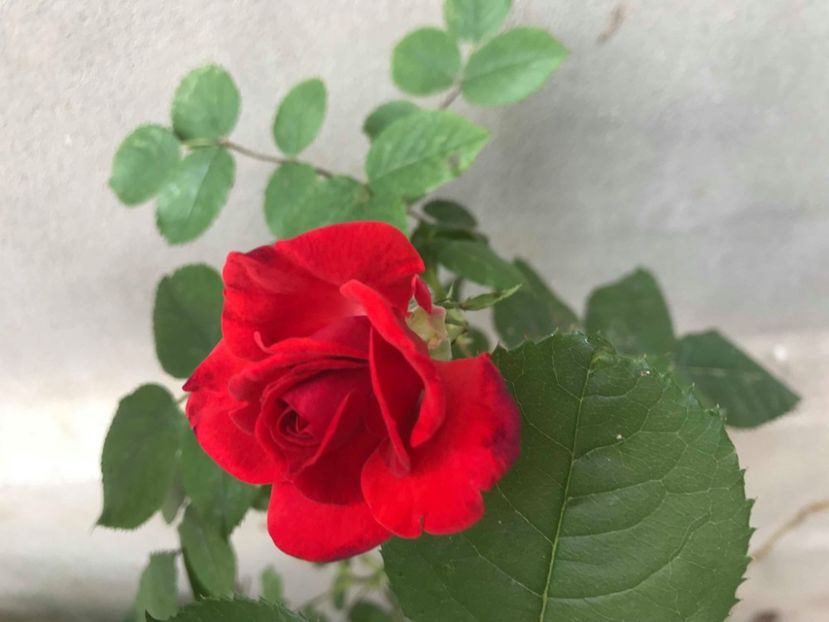  - Trandafiri din gradina 2018