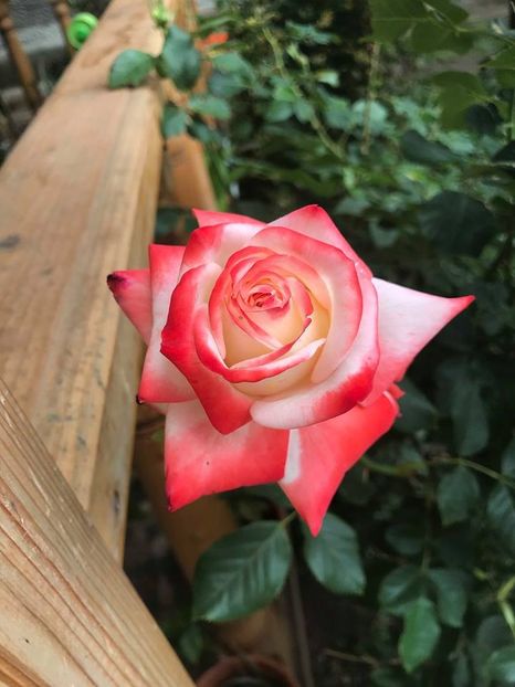  - Trandafiri din gradina 2018