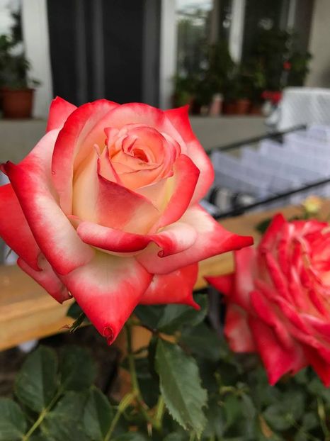  - Trandafiri din gradina 2018