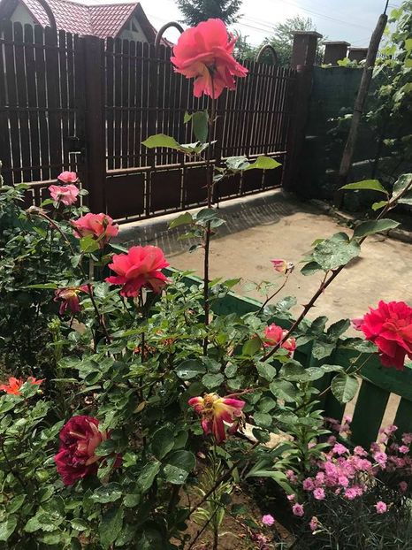  - Trandafiri din gradina 2018