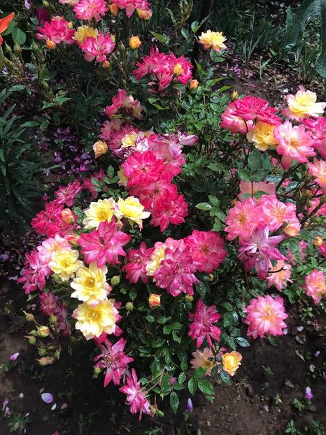  - Trandafiri din gradina 2018