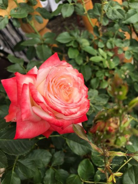  - Trandafiri din gradina 2018