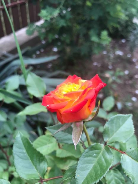  - Trandafiri din gradina 2018