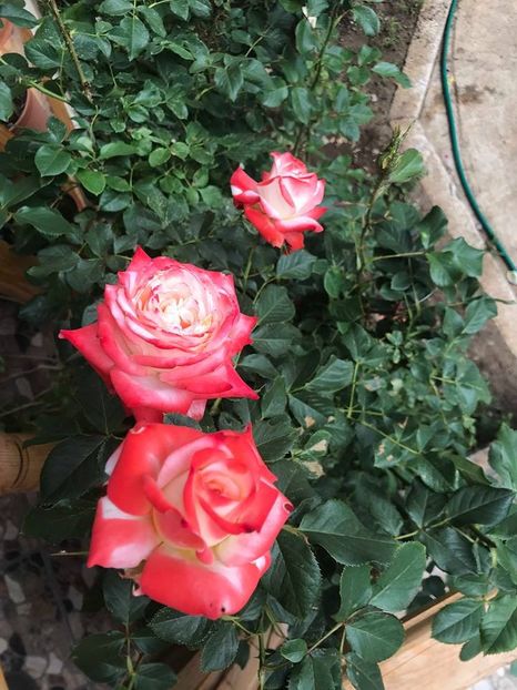  - Trandafiri din gradina 2018