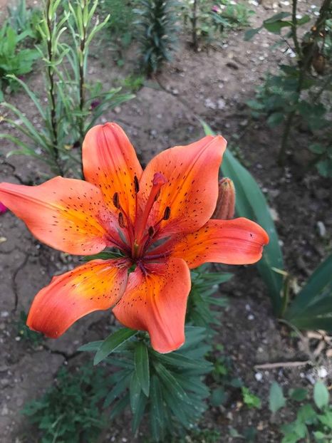  - Crini din gradina 2018