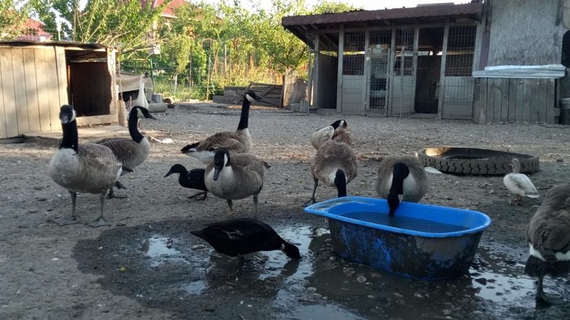 Canadiene - Gâște 2018 și 2019