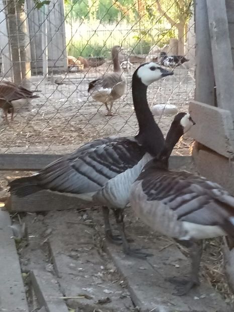 Călugărițe pereche reproducătoare - Gâște 2018 și 2019