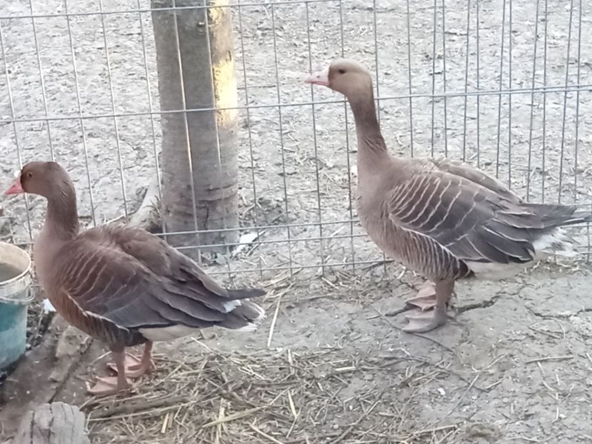 Pereche garlite mari - Gâște 2018 și 2019