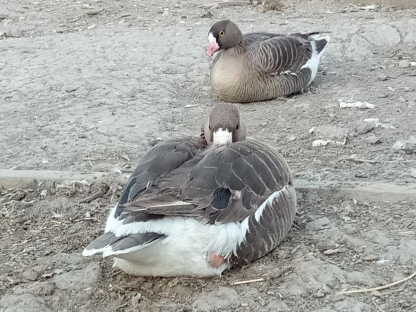Garlite mare si mica - Gâște 2018 și 2019