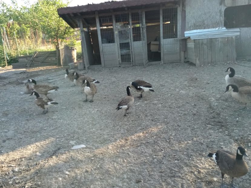 Card de canadiene 2 specii diferite - Gâște 2018 și 2019