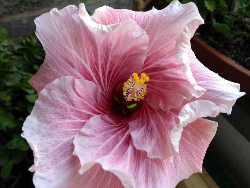  - Tahitian Black Rainbow